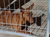 J-27 podenco macho adopción movera! (zaragoza)