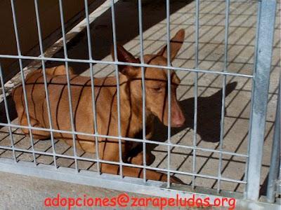 J-27 PODENCO MACHO EN ADOPCIÓN EN MOVERA! (ZARAGOZA)