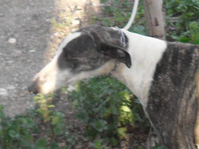 AYUDA!!! CAPOTE, GALGO EN PELIGRO!!!! ADOPCIÓN O ACOGIDA, EL DUEÑO QUIERE DESHACERSE DE ÉL. (SEVILLA)