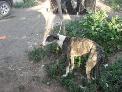 AYUDA!!! CAPOTE, GALGO EN PELIGRO!!!! ADOPCIÓN O ACOGIDA, EL DUEÑO QUIERE DESHACERSE DE ÉL. (SEVILLA)