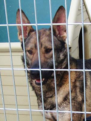 Levis, le dieron un tiro, precioso grandullon, busca amigo para siempre...