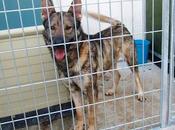 Levis, dieron tiro, precioso grandullon, busca amigo para siempre...