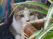 Instrucciones para darle pastilla gato