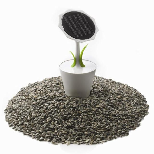 Planta que se carga al sol