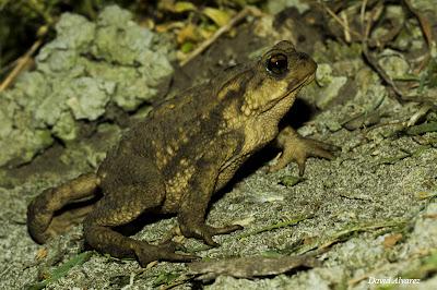 El sapo y las brujas