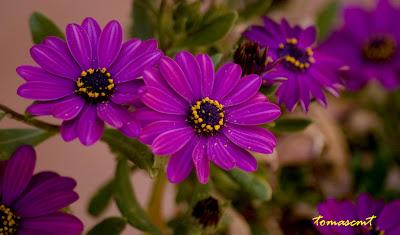 Look Margarita Morada