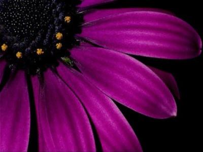 Look Margarita Morada