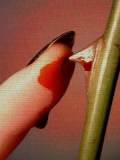 Muerte entre las rosas (Michelle Jaffe)