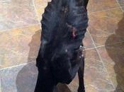 Lilla galguita estado rescatada pueblo toledo