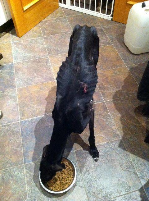 LILLA GALGUITA EN MUY MAL ESTADO RESCATADA DE UN PUEBLO DE TOLEDO