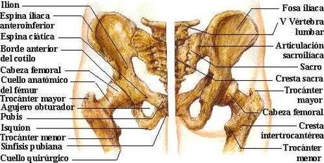 cadera Enfermedades de la cadera