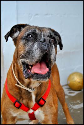 BOSS, UN AUTENTICO LUCHADOR, HA PASADO MUCHAS PENURIAS YA ES HORA QUE SEA. (MADRID)