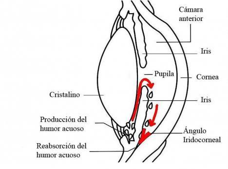 Día Internacional del Glaucoma