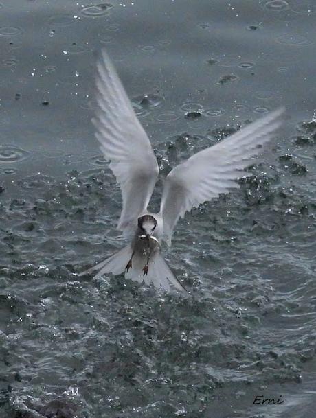 CHARRÁN ÁRTICO Y SALIDA GUIADA POR LA MARISMA