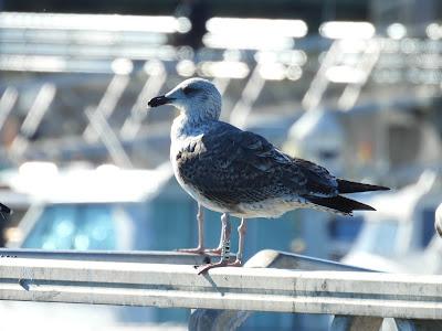 CHARRÁN ÁRTICO Y SALIDA GUIADA POR LA MARISMA