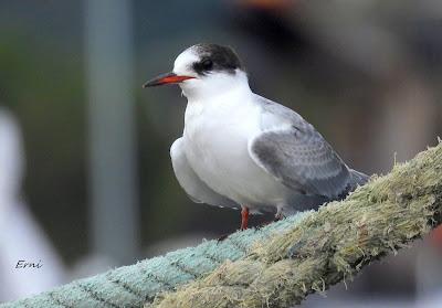 CHARRÁN ÁRTICO Y SALIDA GUIADA POR LA MARISMA