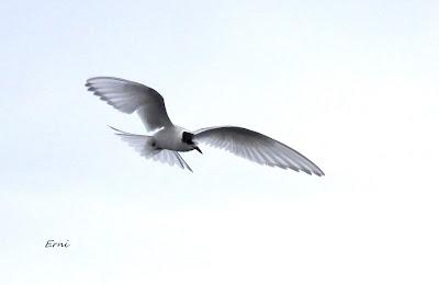 CHARRÁN ÁRTICO Y SALIDA GUIADA POR LA MARISMA