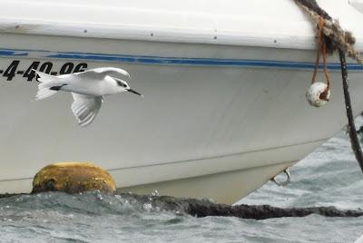 CHARRÁN ÁRTICO Y SALIDA GUIADA POR LA MARISMA