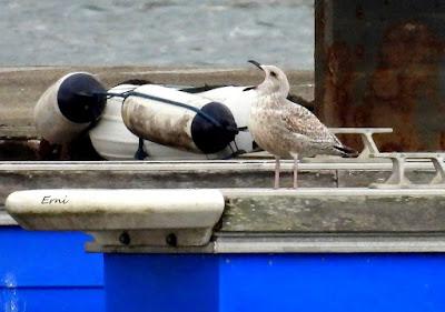 CHARRÁN ÁRTICO Y SALIDA GUIADA POR LA MARISMA