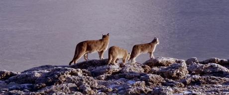 Tres estrenos chilenos en la cartelera de Centro Arte Alameda: Kaye, Al sur del invierno está la nieve y Me rompiste el corazón Tres estrenos chilenos en la cartelera de Centro Arte Alameda: Kaye, Al sur del invierno está la nieve y Me rompiste el corazón