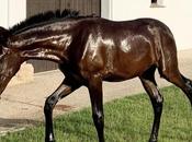 Venta caballos albacete: yeguada pajarita destaca ejemplares pura raza española