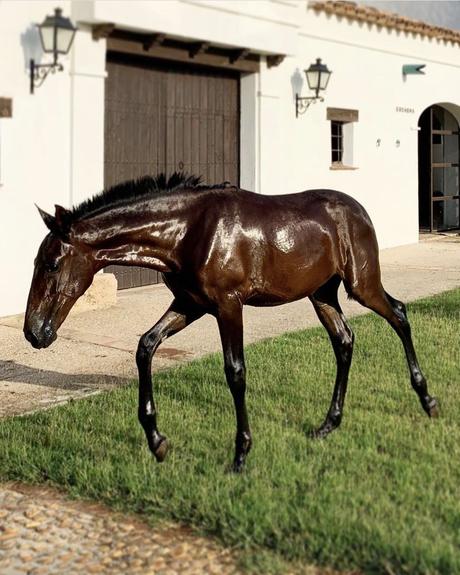 VENTA DE CABALLOS EN ALBACETE: YEGUADA LA PAJARITA DESTACA CON EJEMPLARES DE PURA RAZA ESPAÑOLA