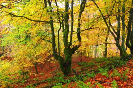 Naturaleza, historia y aventura en el corazón de Asturias Naturaleza, historia y aventura en el corazón de Asturias