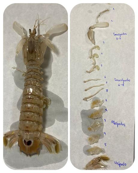 Squilla mantis Squilla mantis