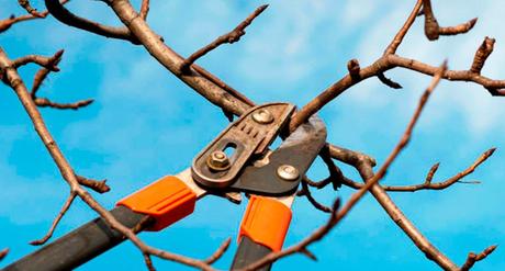 Consecuencias de una poda incorrecta Consecuencias de una poda incorrecta