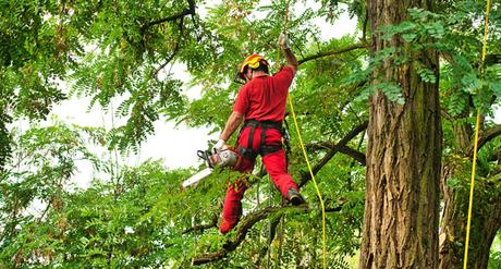 poda de árboles es una técnica esencial poda de árboles es una técnica esencial