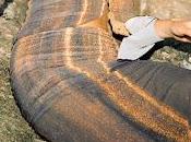 Arima estrena Jantzia