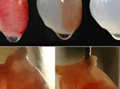 Primeros latidos artificiales: logro revoluciona medicina regenerativa.