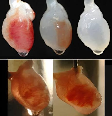 Primeros latidos artificiales: El logro que revoluciona la medicina regenerativa. Primeros latidos artificiales: El logro que revoluciona la medicina regenerativa.