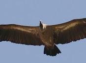 privilegiados infelices humanos