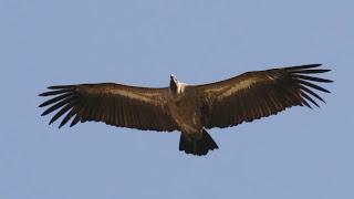 DE LOS PRIVILEGIADOS E INFELICES HUMANOS DE LOS PRIVILEGIADOS E INFELICES HUMANOS