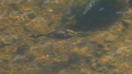 Un zampullín en la desembocadura
