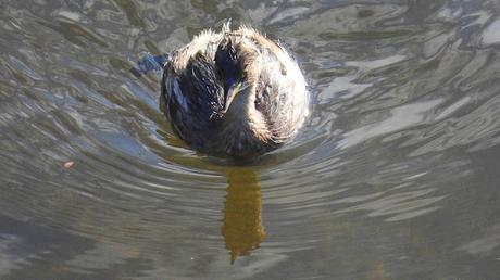 Un zampullín en la desembocadura