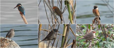 Un zampullín en la desembocadura