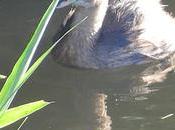 zampullín desembocadura