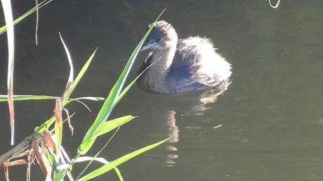 Un zampullín en la desembocadura