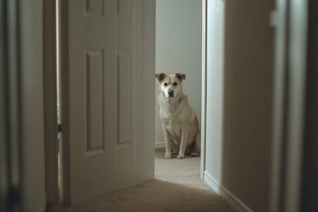 El perro que no calla; cómo abordar los conflictos vecinales con empatía y soluciones reales