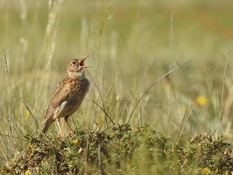 Un estudio alerta de la desaparición de la alandra ricotí en Toledo y de que está al borde de la extinción en Albacete