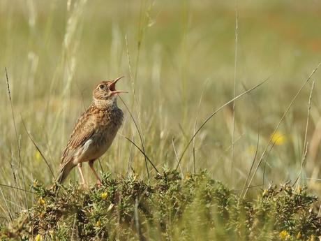 Un estudio alerta de la desaparición de la alandra ricotí en Toledo y de que está al borde de la extinción en Albacete
