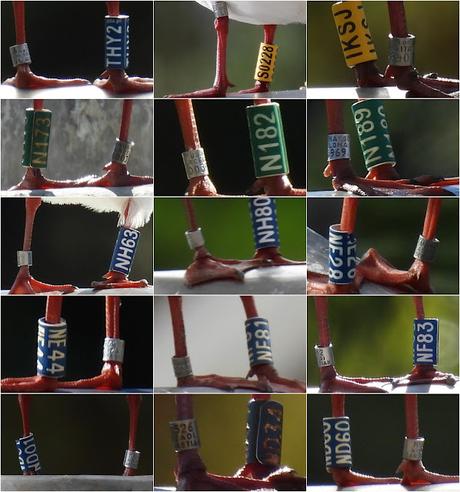 Gaviotas viajeras: THY2 ( de Polonia)