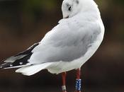 Gaviotas viajeras: THY2 Polonia)