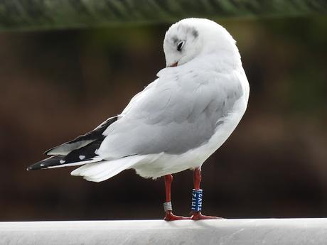 Gaviotas viajeras: THY2 ( de Polonia)