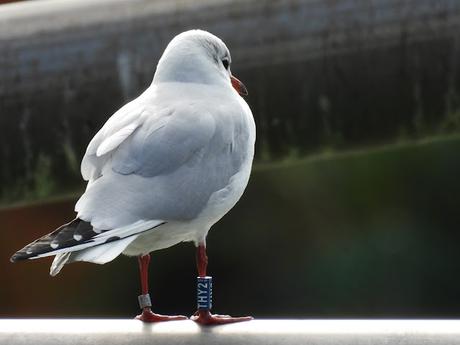 Gaviotas viajeras: THY2 ( de Polonia)