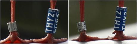 Gaviotas viajeras: THY2 ( de Polonia)