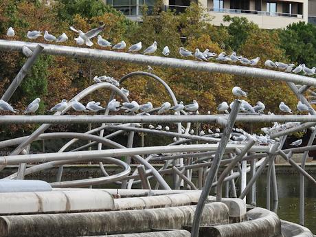 Gaviotas viajeras: THY2 ( de Polonia)