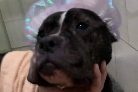 Acogida y adopción sin etiquetas, la lucha de SOS Salvando Vidas España por los perros más olvidados Acogida y adopción sin etiquetas, la lucha de SOS Salvando Vidas España por los perros más olvidados